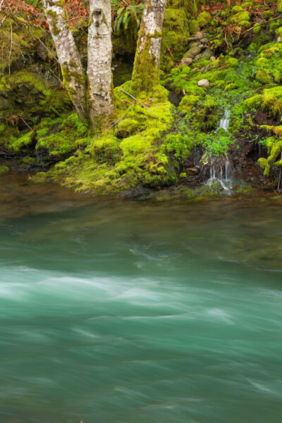 F6YE13 Wilson River with red alder along Wilson River Trail, Tillamook State Forest, Oregon